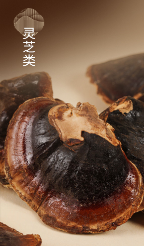 灵芝类